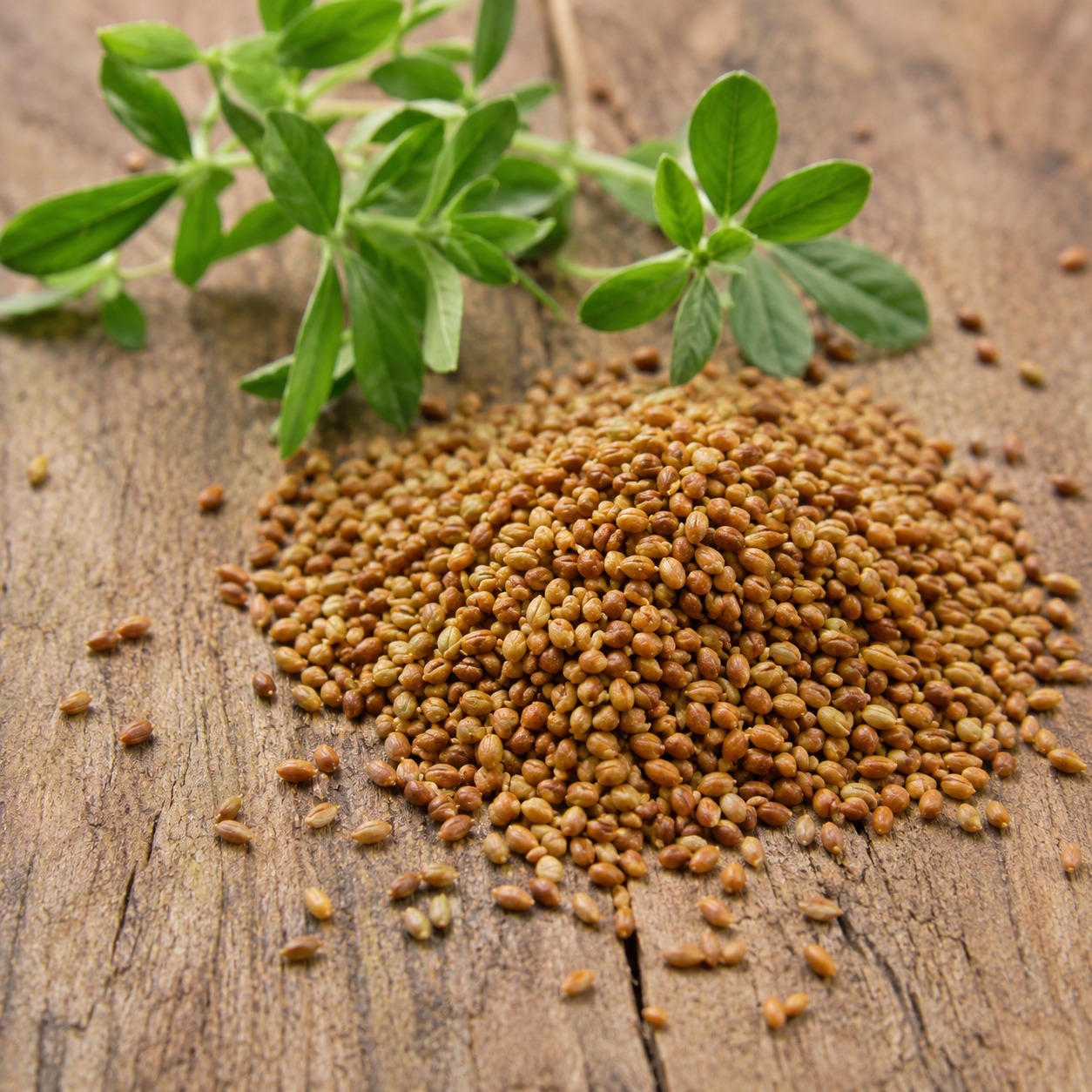 Clean sorted alfalfa seeds with purity and germination discussion